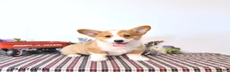 Welsh Corgi Pembroke dogs for sale: Buddy - Ad 4