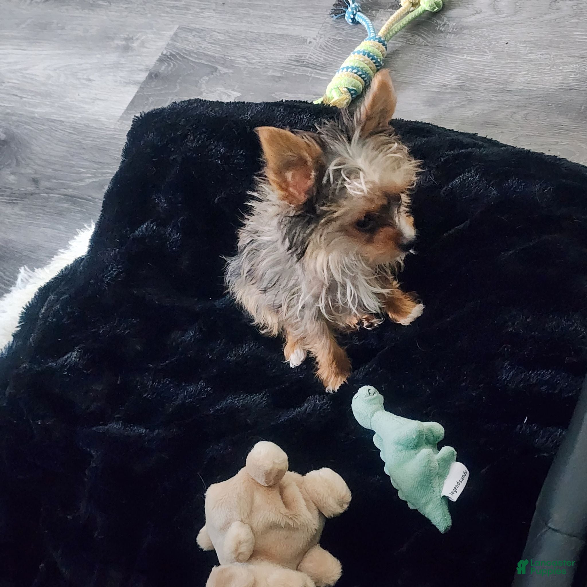 Yorkshire Terrier dogs Muscles - Ad 2