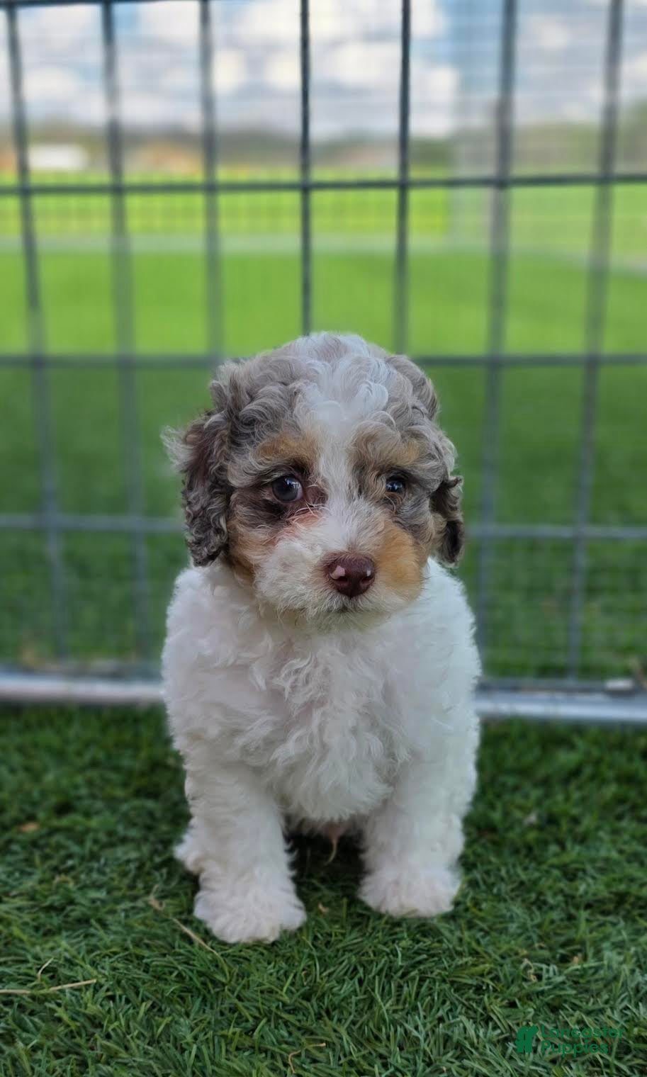 Miniature Poodle dogs Granite Miniature Poodle Puppy  - Ad 1