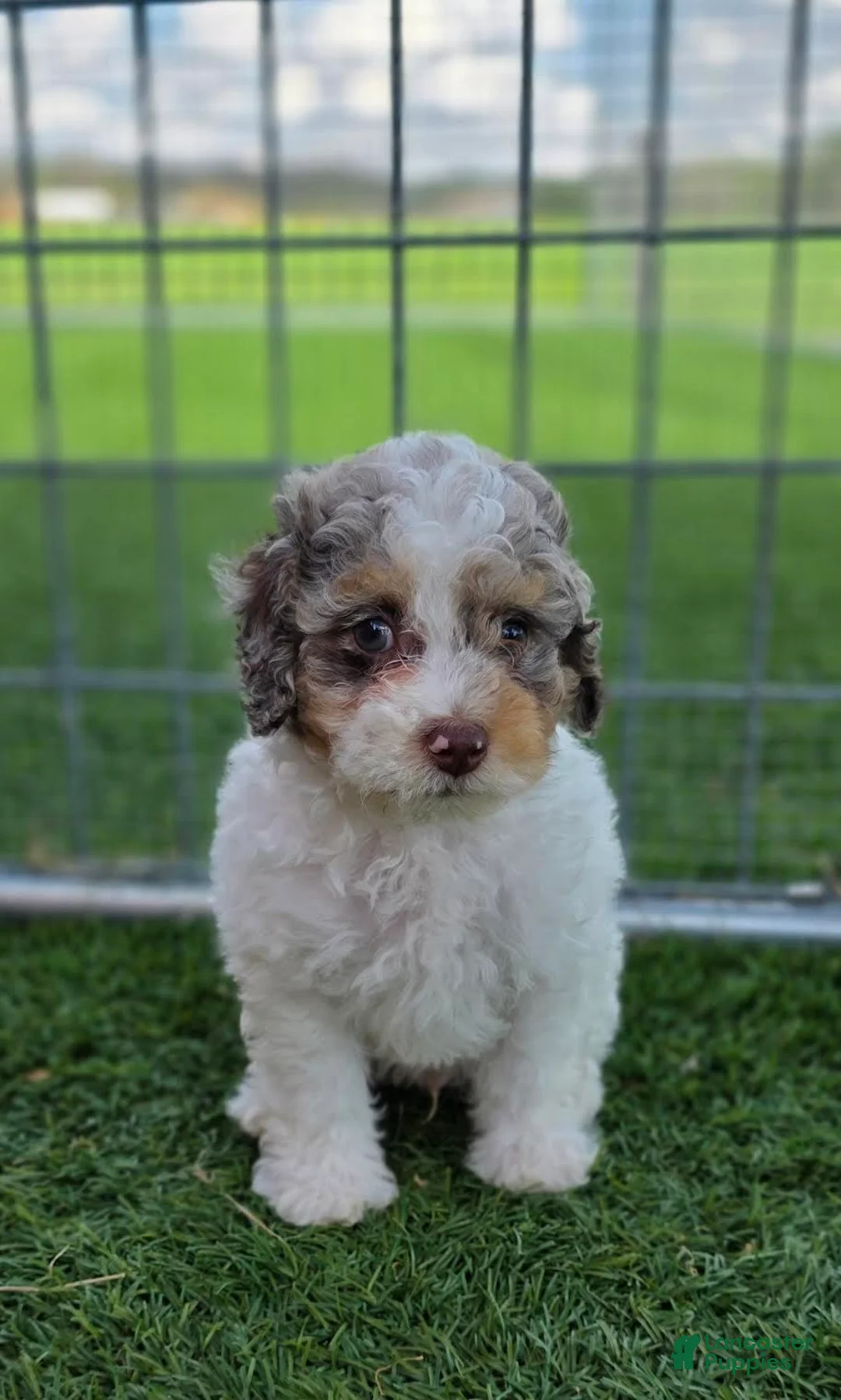 Miniature Poodle dogs for sale: Granite Miniature Poodle Puppy  - Ad 1