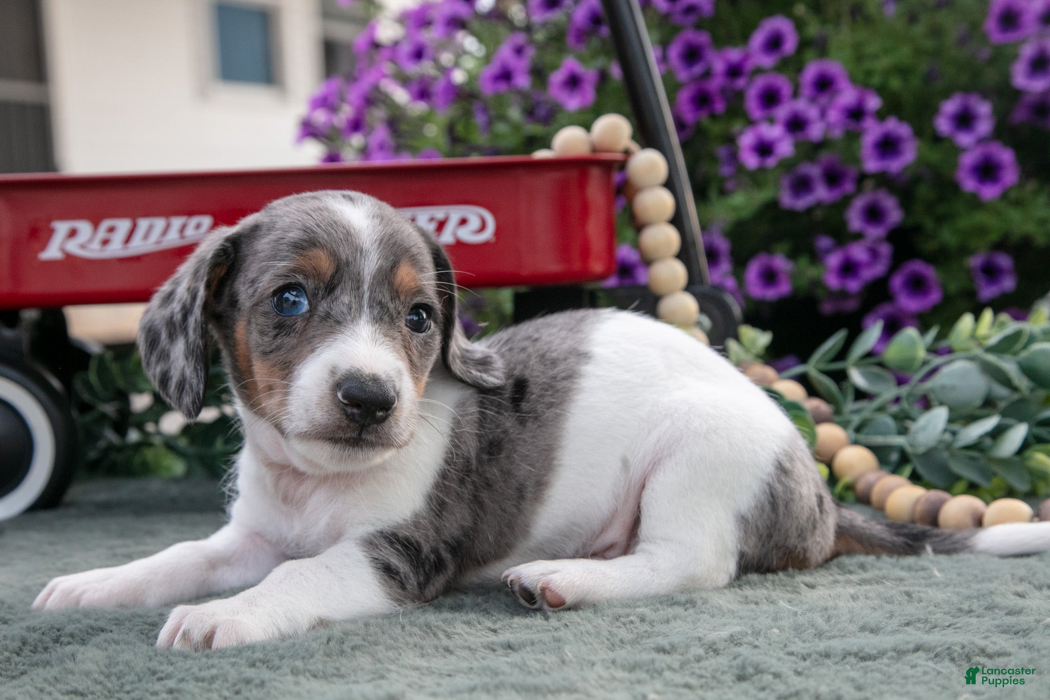 Miniature Dachshund dogs Chester - Ad 1