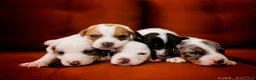 Jack Russell Terrier dogs for sale: Jack Russell Terrier 5 - Ad 2