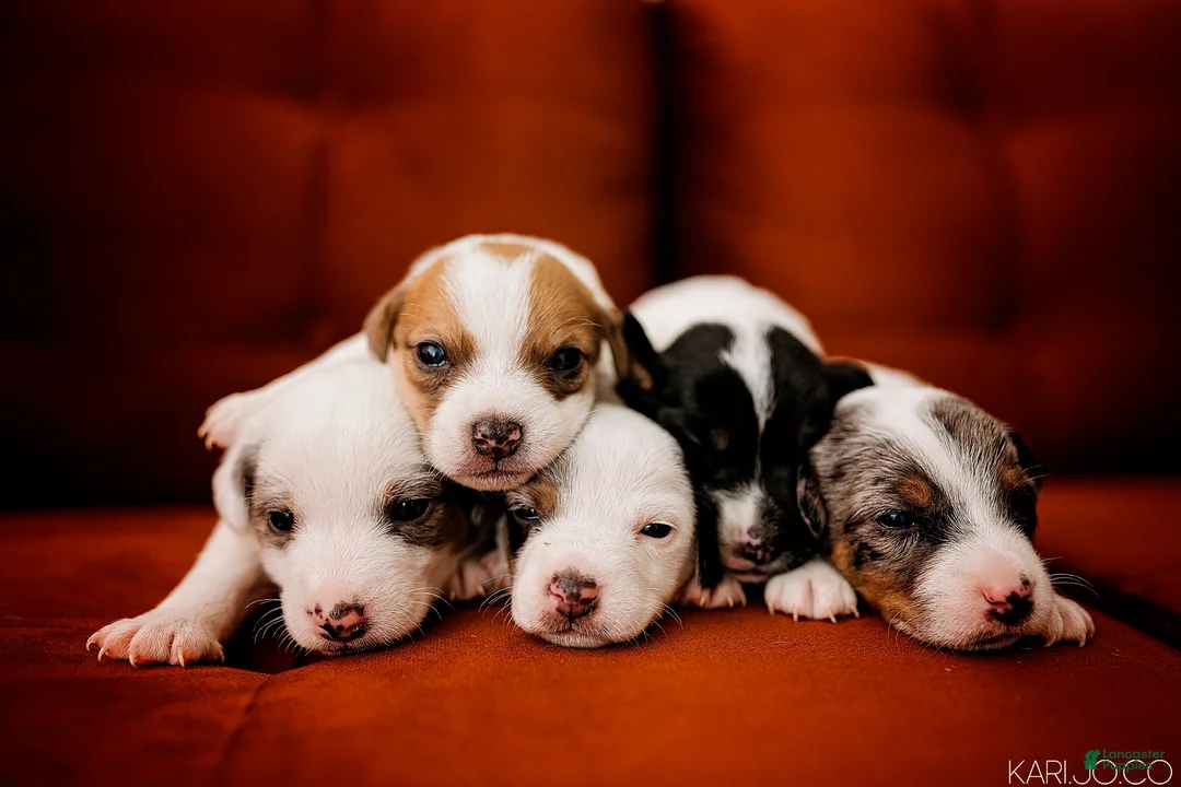 Jack Russell Terrier dogs for sale: Jack Russell Terrier 5 - Ad 2