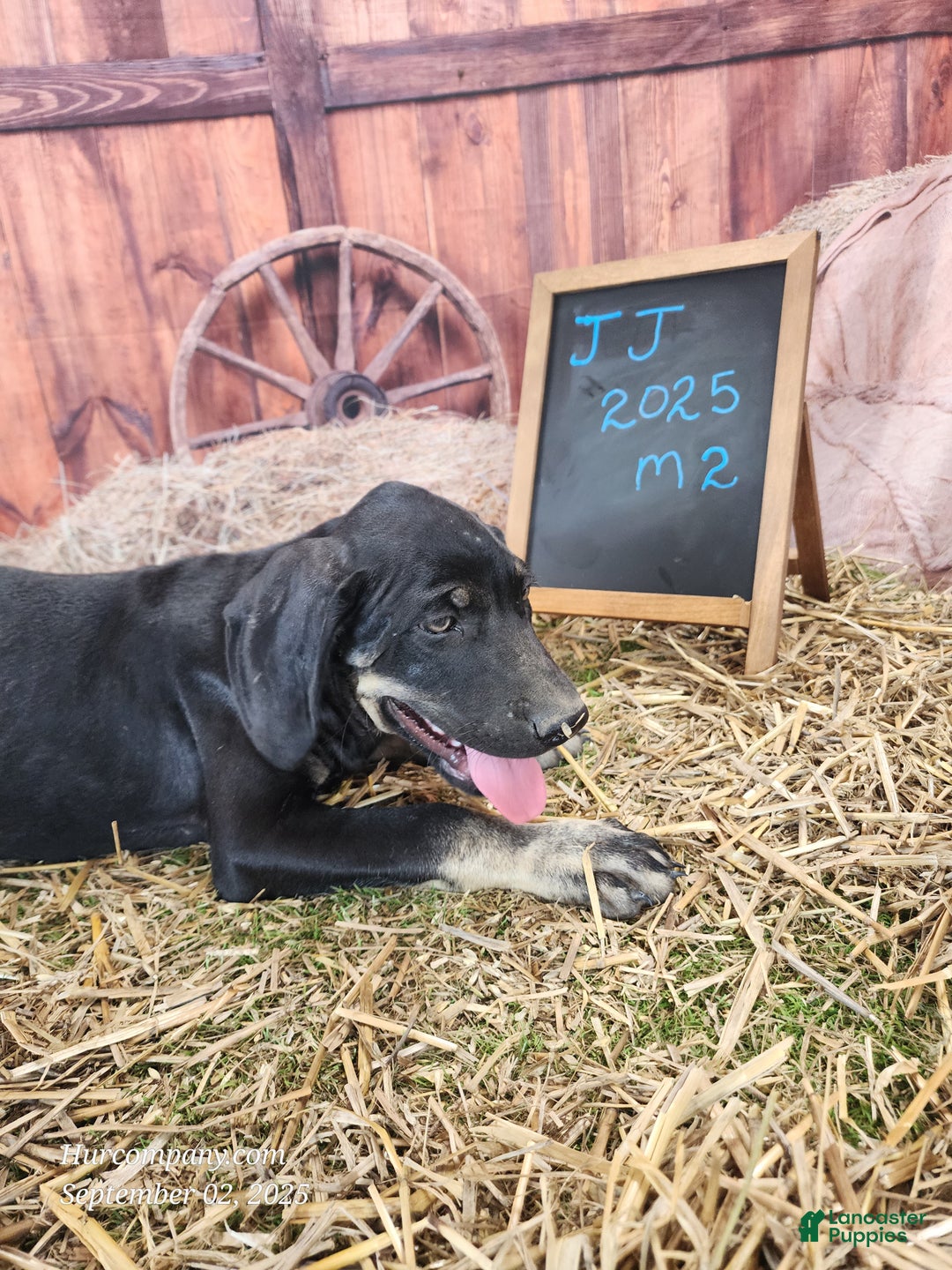 Catahoula Leopard Dog dogs for sale: JJ 2025 Male 2 - Ad 4