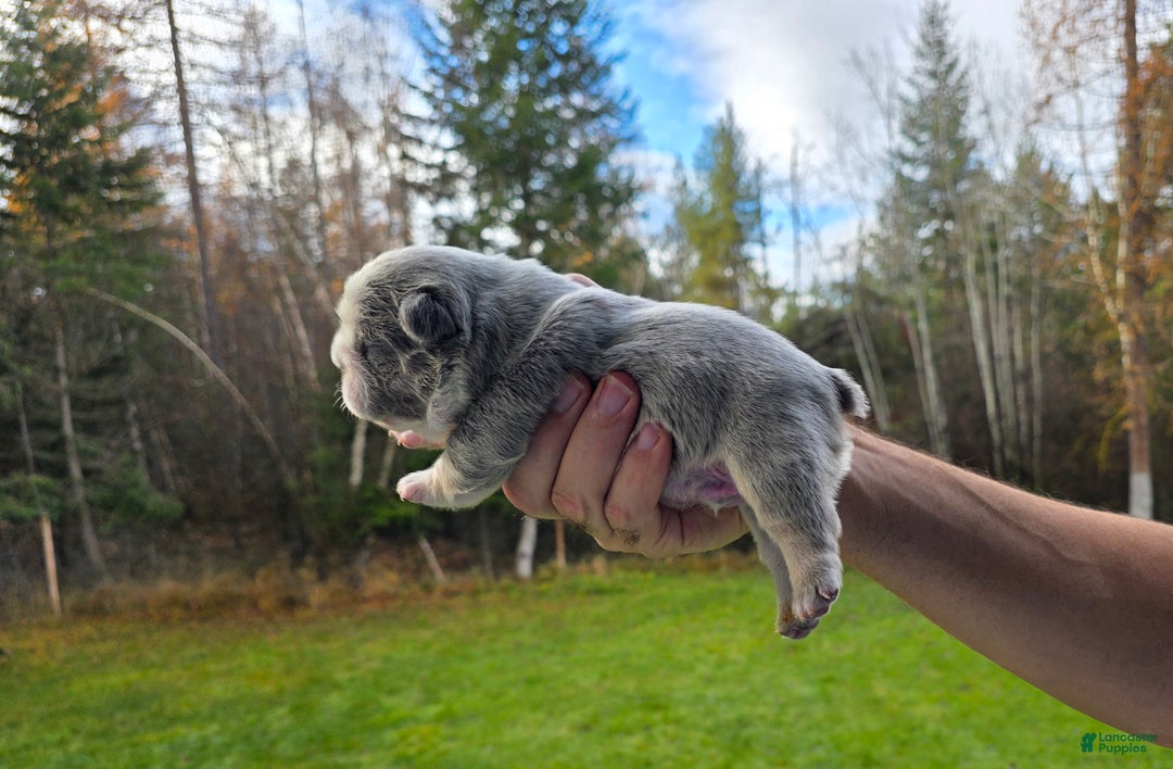 French Bulldog dogs for sale: Olaf – Lilac Big Rope French Bulldog with Panda Husky Pattern, carries pink and fluffy - Ad 2