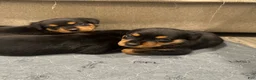 Rottweiler dogs for sale: Alaya - Ad 2