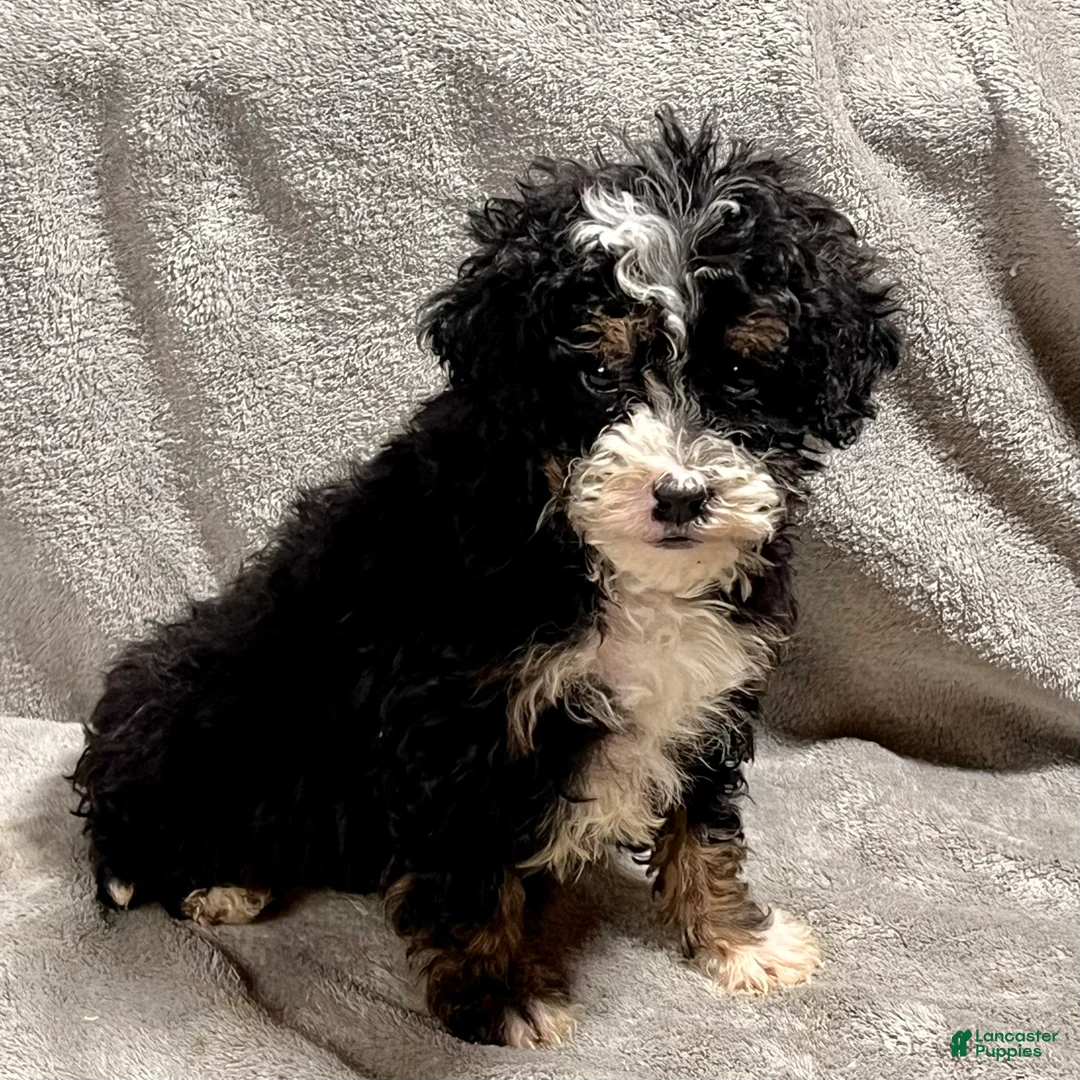 Mini Bernedoodle dogs for sale: Otto - Ad 5