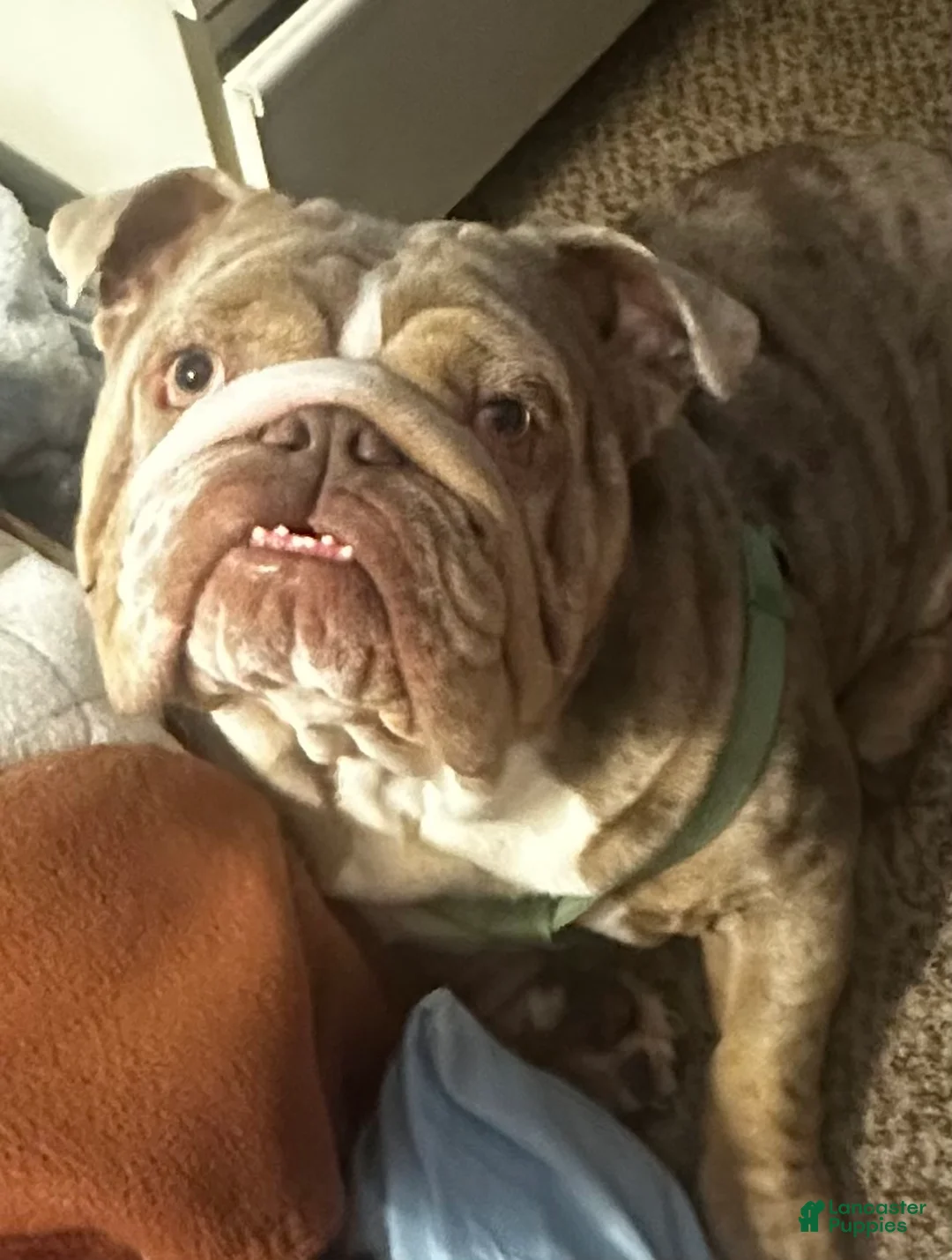 English Bulldog dogs for sale: Dustin  - Ad 1