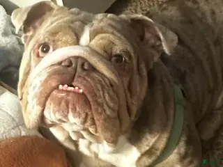 English Bulldog dogs Dustin - Ad 1