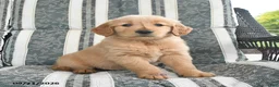 Golden Retriever dogs for sale: Alaina - Ad 3