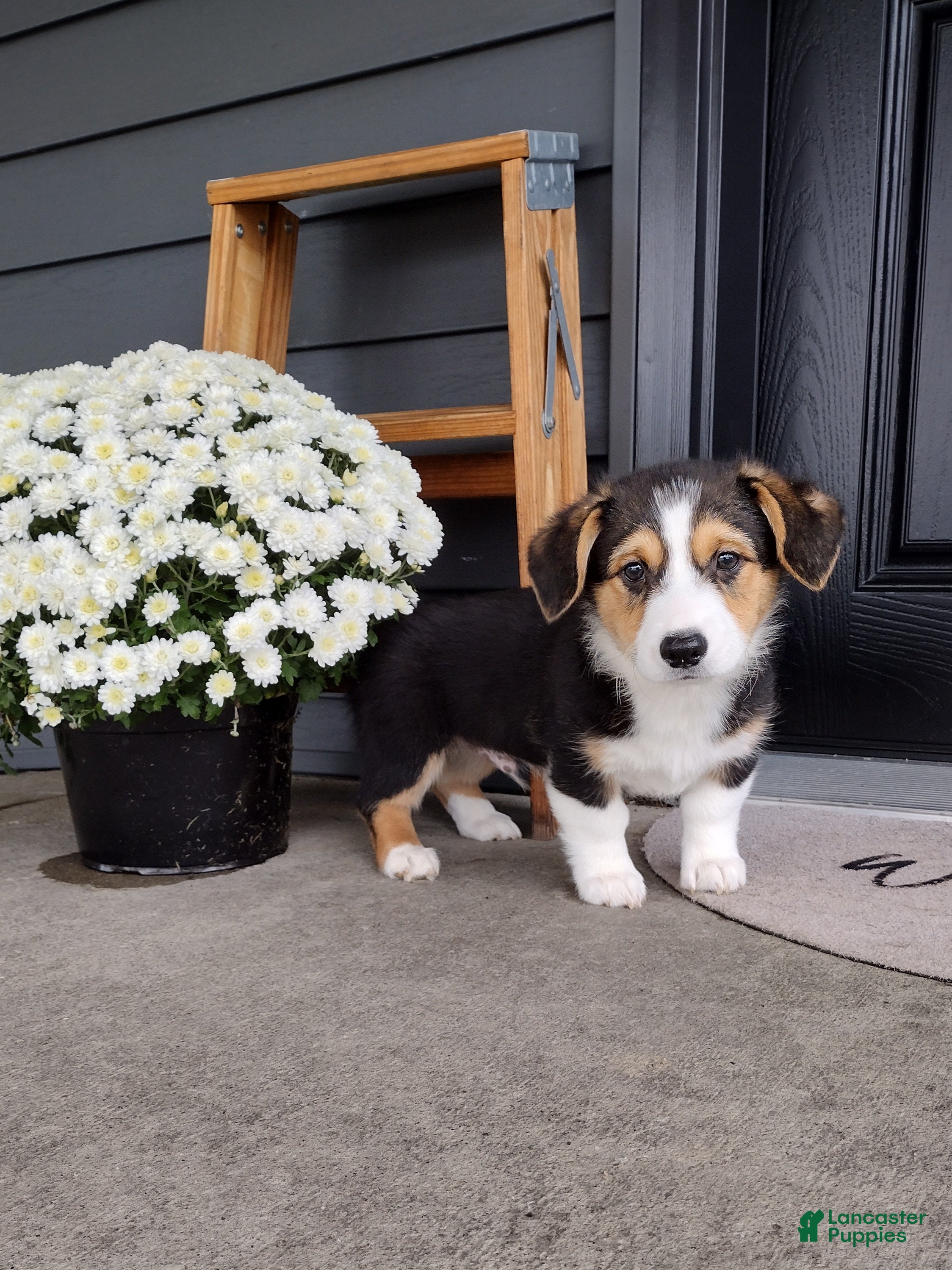 Welsh Corgi Pembroke dogs Sammy - Ad 1
