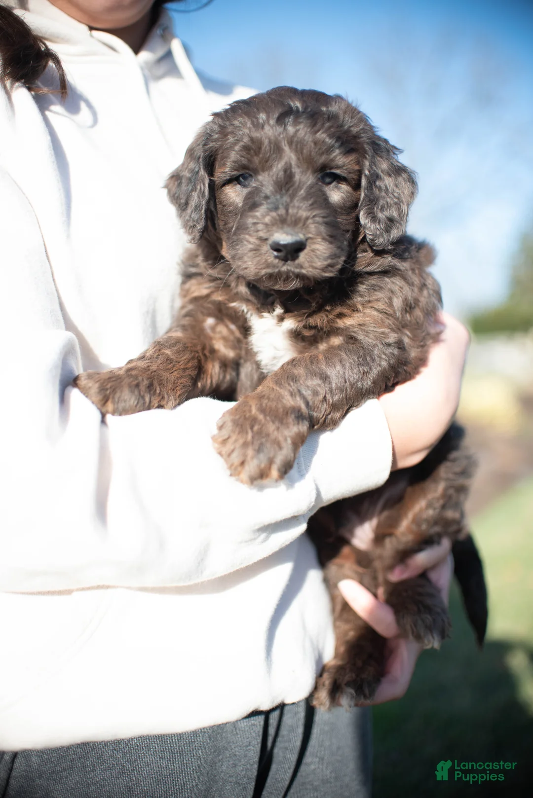 Goldendoodle dogs for sale: Shotgun - Ad 2