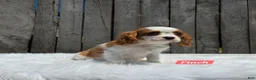 Cavalier King Charles Spaniel dogs for sale: Finch - Ad 6