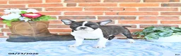 Boston Terrier dogs for sale: Mercida - Ad 5