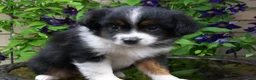 Miniature Australian Shepherd dogs for sale: Mabel - Ad 4