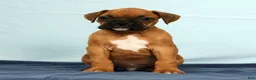 Boxer dogs for sale: Rover - Ad 6