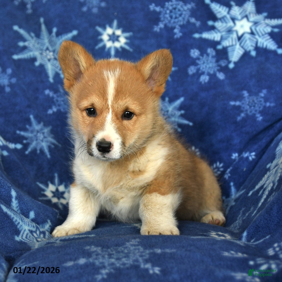 Welsh Corgi Pembroke dogs for sale: Tommy - Ad 4
