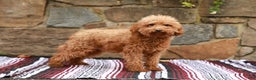 Miniature Labradoodle dogs for sale: Parker - Ad 6