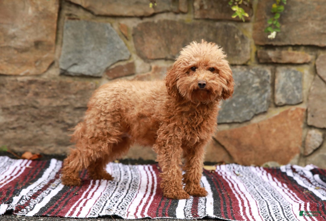 Miniature Labradoodle dogs for sale: Parker - Ad 6