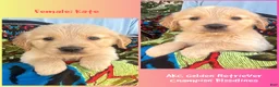 Golden Retriever dogs for sale: Kate - Ad 1