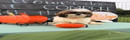 Shih Tzu dogs for sale: Queenie Shih Tzu  - Ad 6
