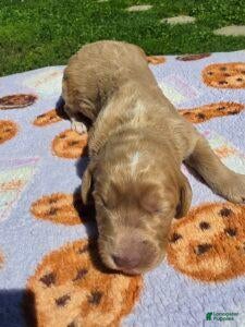Standard Poodle dogs Dakota - Ad 1