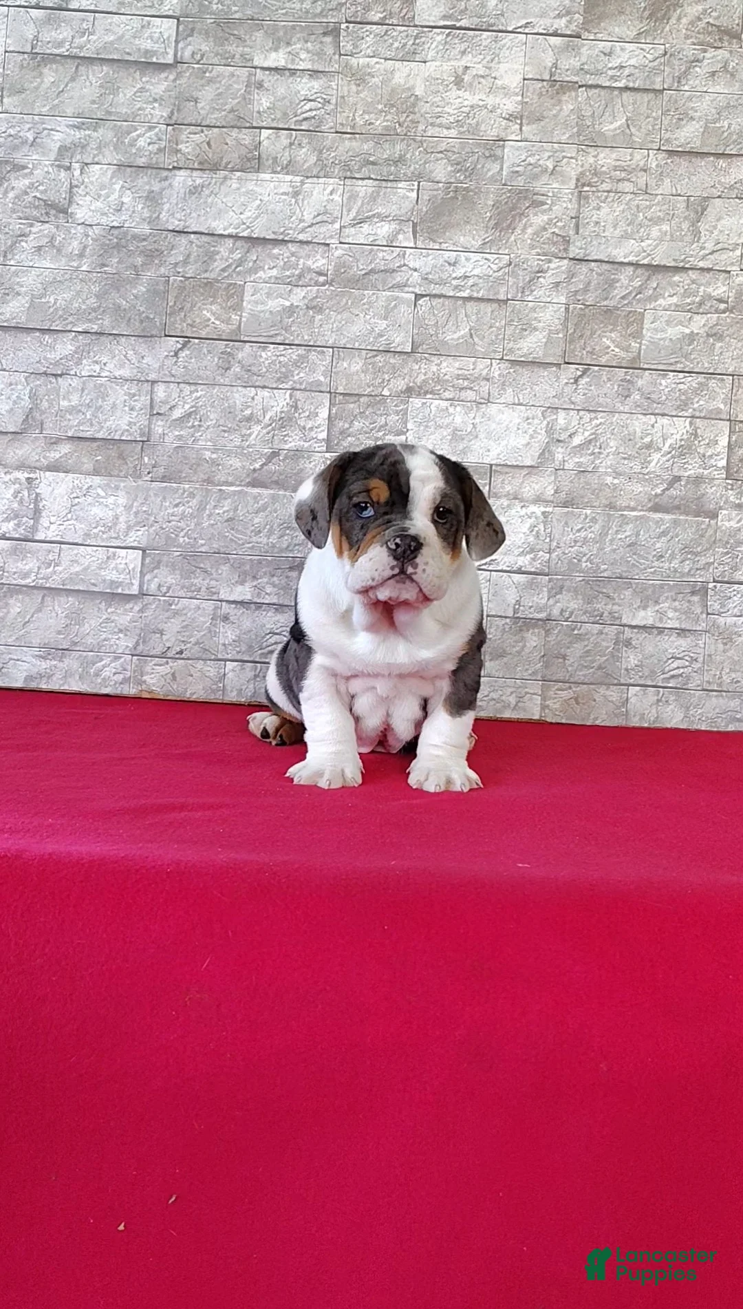 Beabull dogs for sale: Brenda - Ad 1