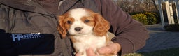 Cavalier King Charles Spaniel dogs for sale: Val - Ad 3