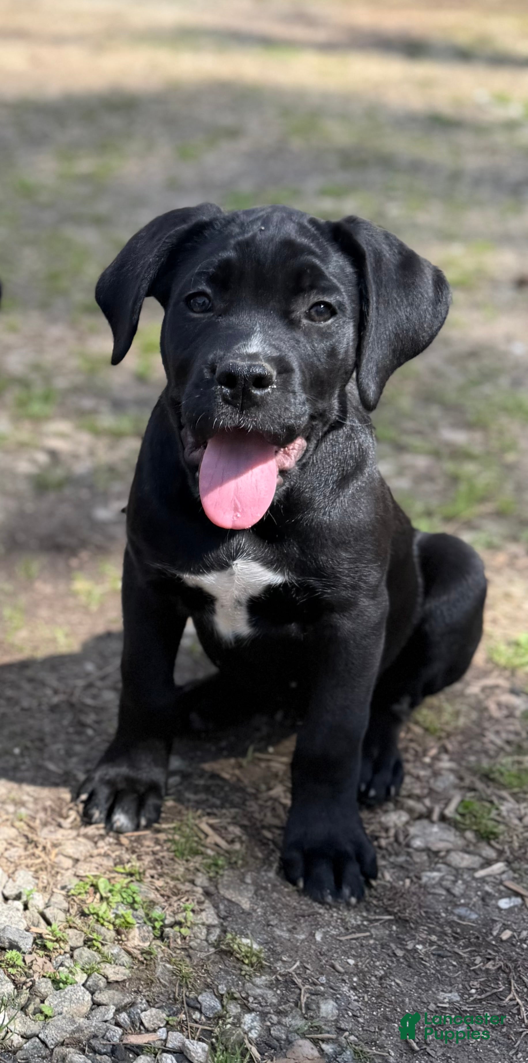 Cane Corso dogs Willow - Ad 28