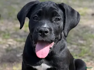 Cane Corso dogs Willow - Ad 28