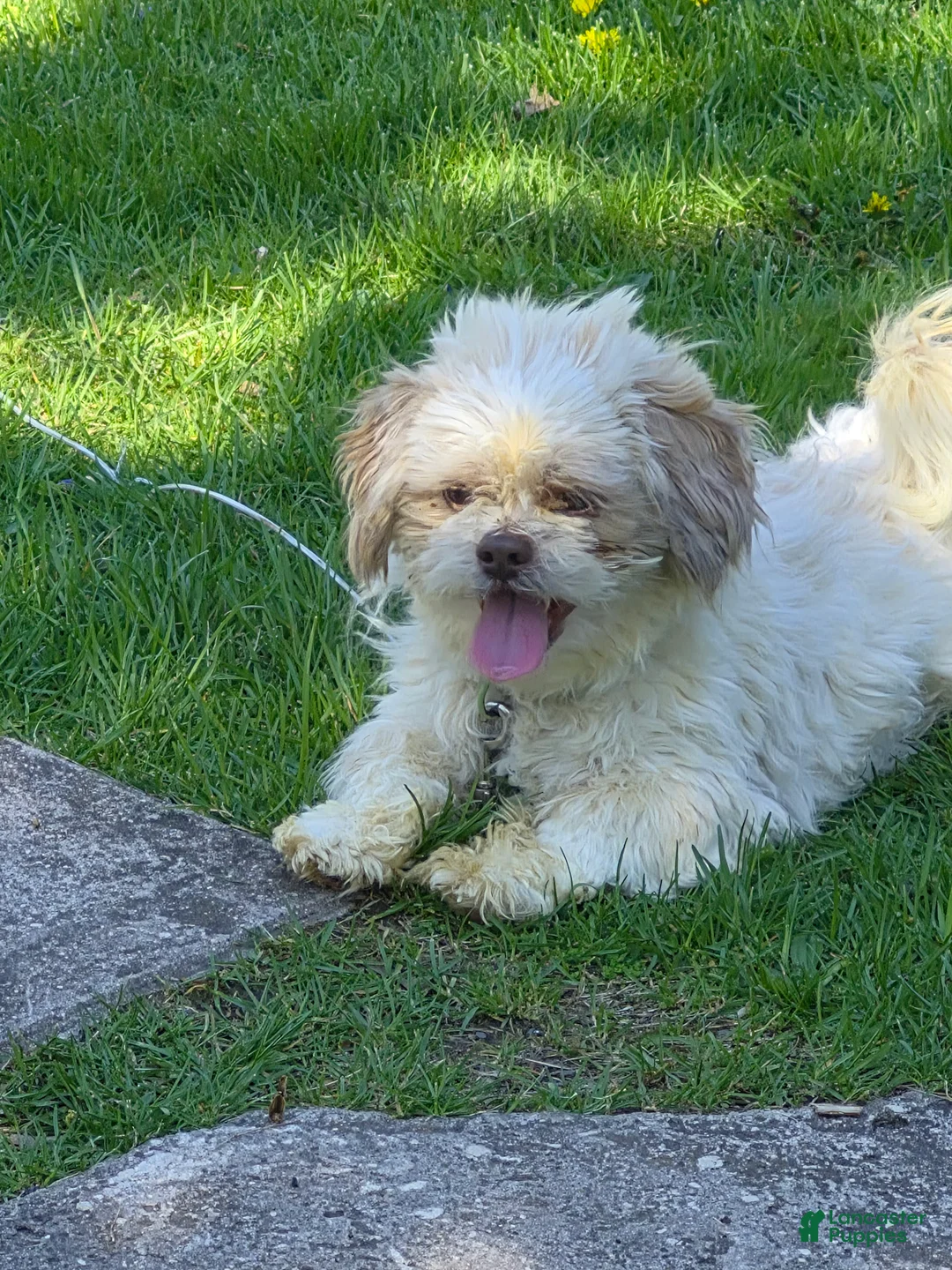 Shih Tzu dogs for sale: Snickers - Ad 2