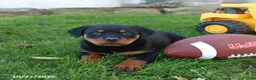 Rottweiler dogs for sale: Titan - Ad 4
