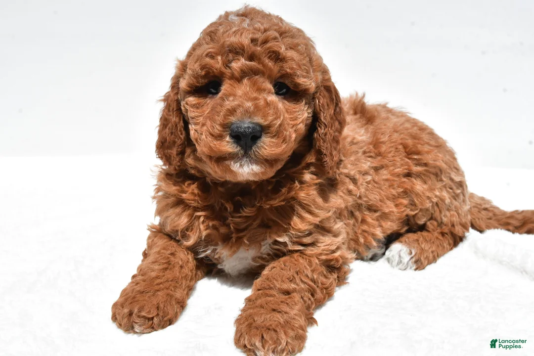 Mini Goldendoodle dogs for sale: Ellie - Ad 12