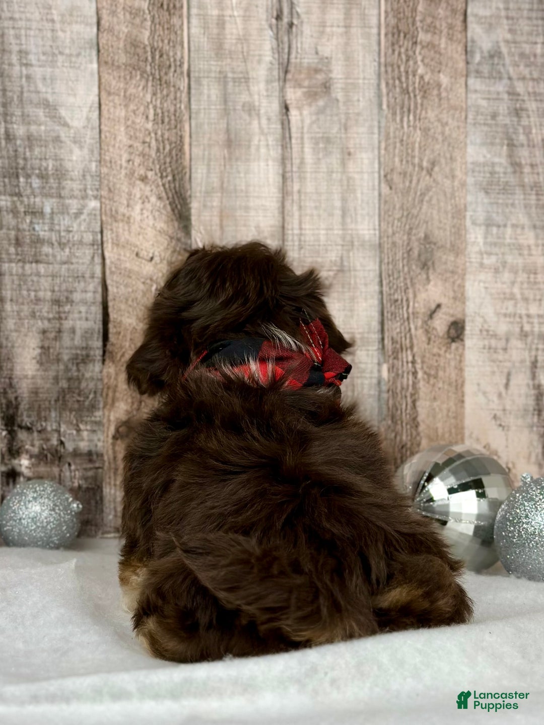 Mixed Breed dogs for sale: Girl Tinsel - 9230 - Ad 3