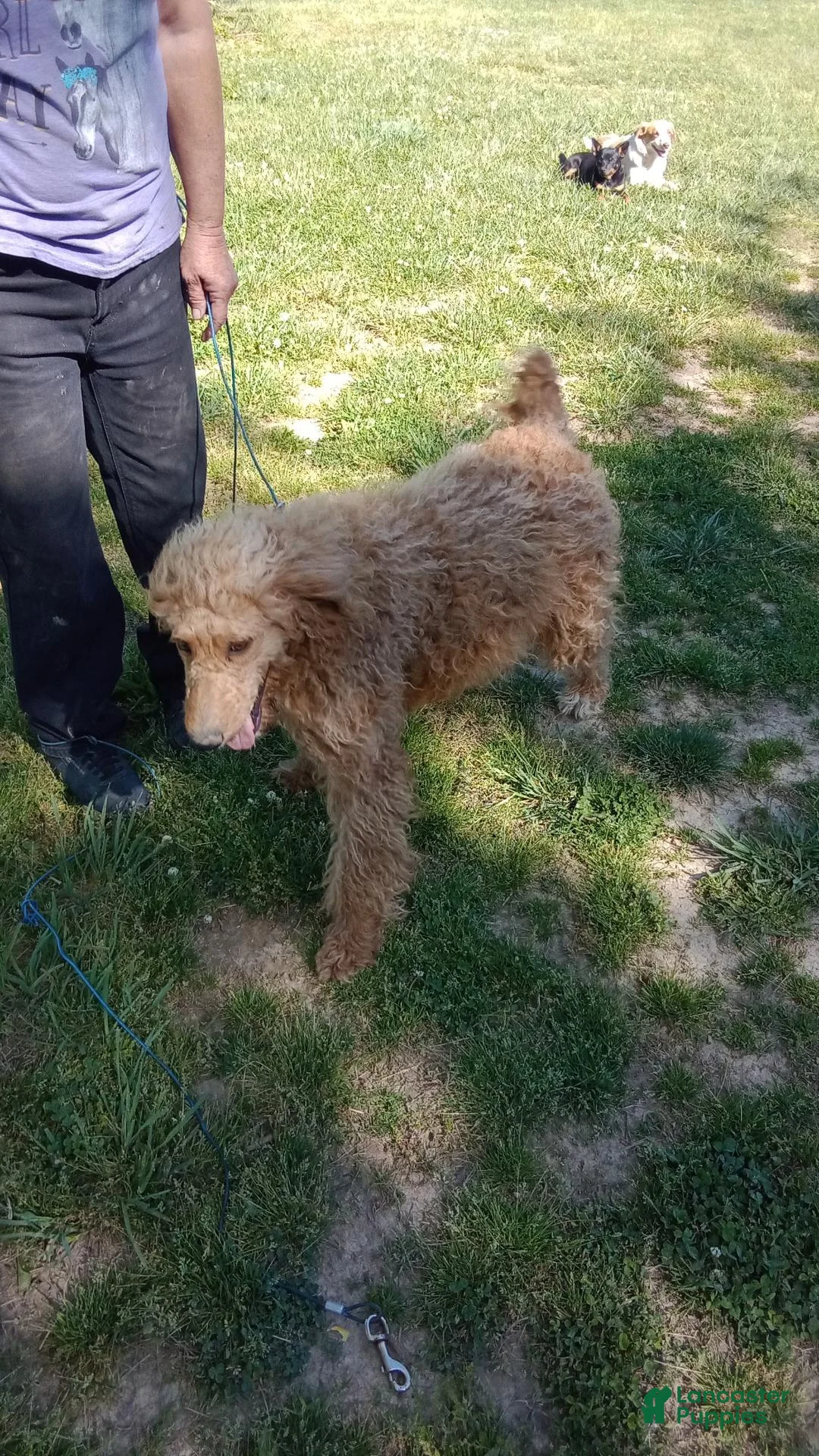 Standard Poodle dogs for sale: Ofella- offering as PET  - Ad 6