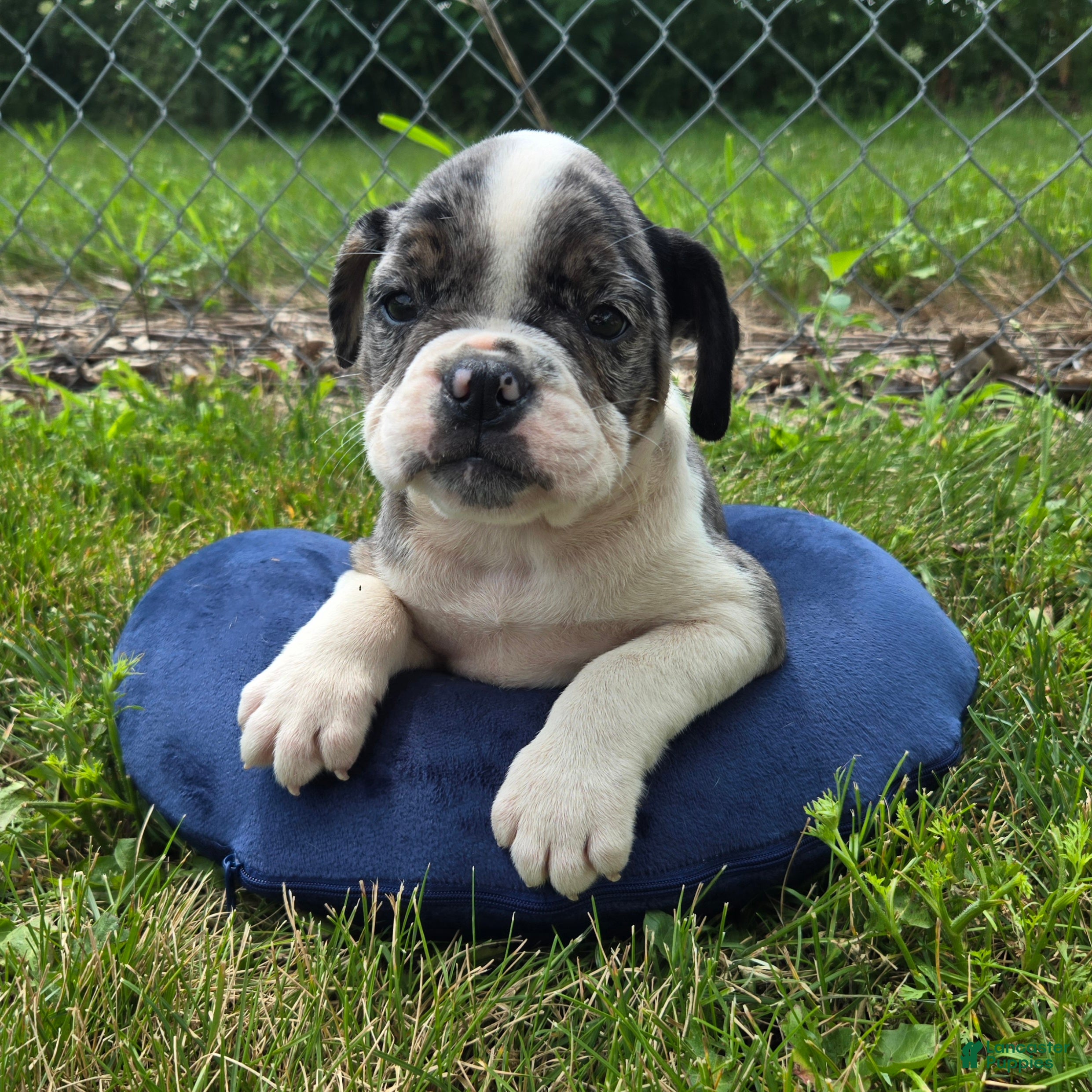 Olde English Bulldogge dogs Liberty - Ad 2
