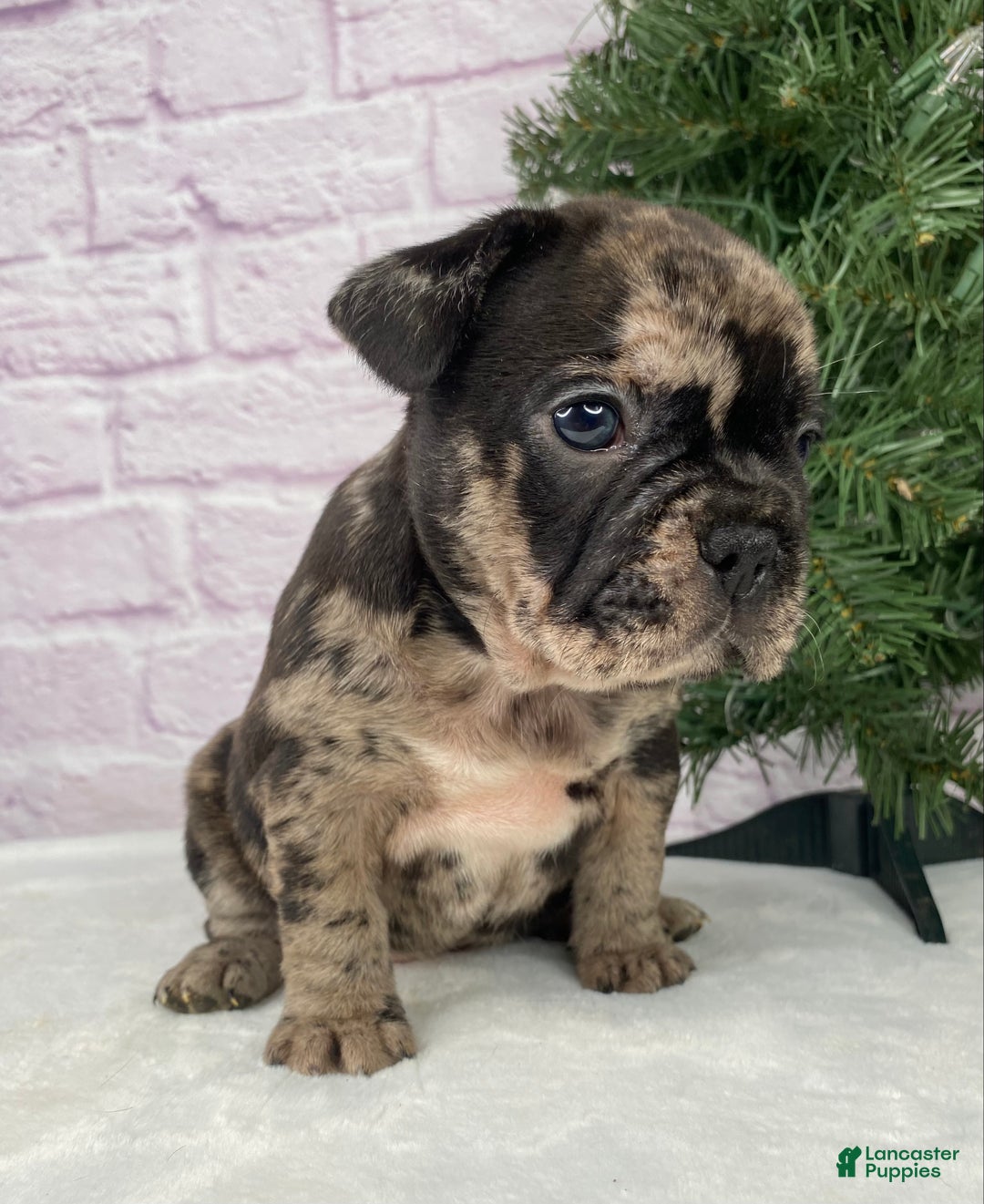 French Bulldog dogs for sale: Mickey  - Ad 3