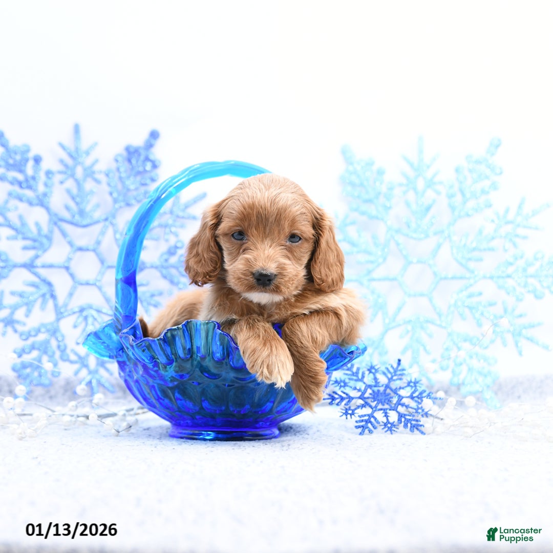 Cockapoo dogs for sale: Olivia - Ad 1