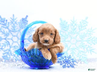 Cockapoo dogs Olivia - Ad 9