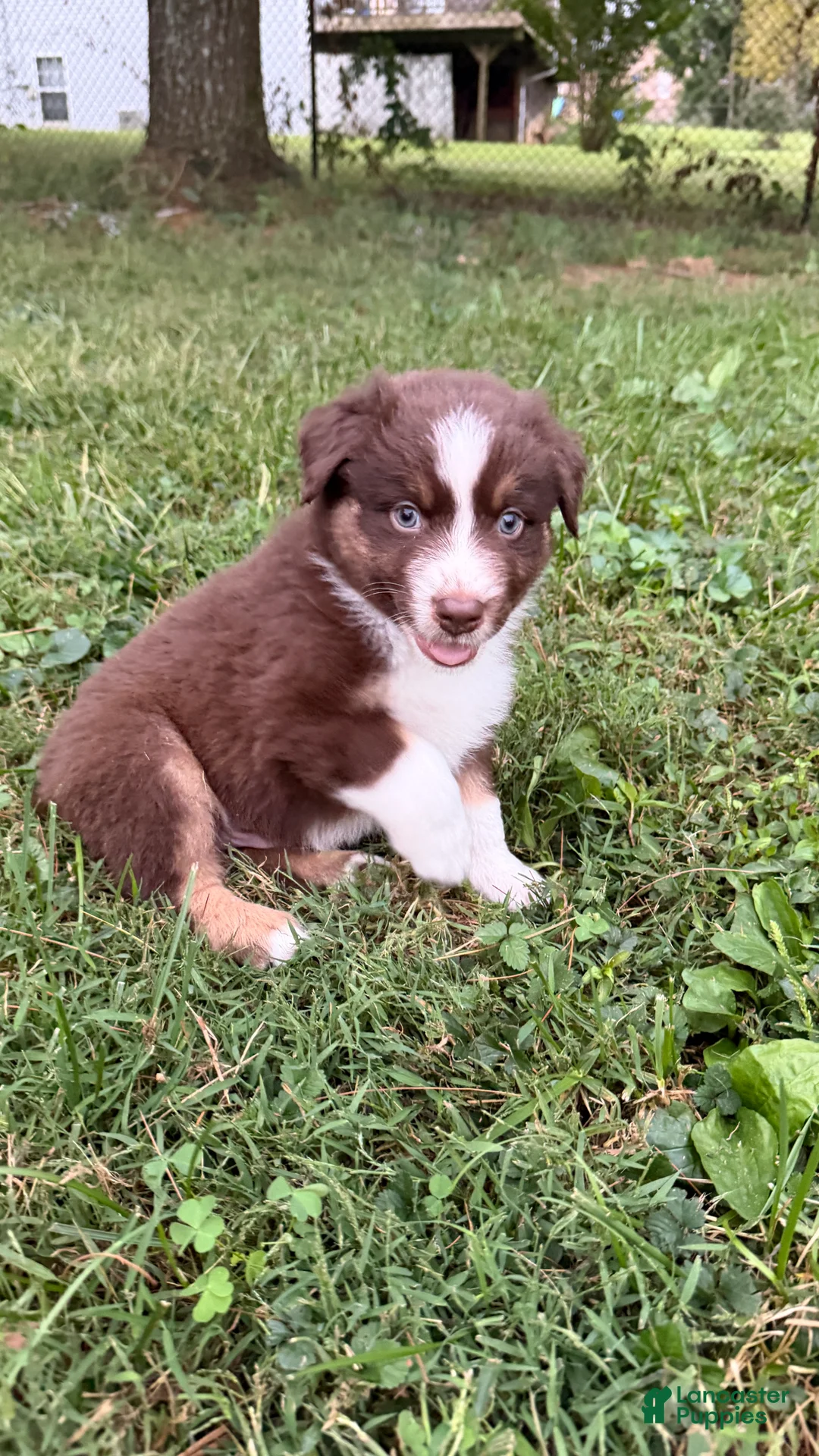 Australian Shepherd dogs for sale: Ranger - Male - Ad 10