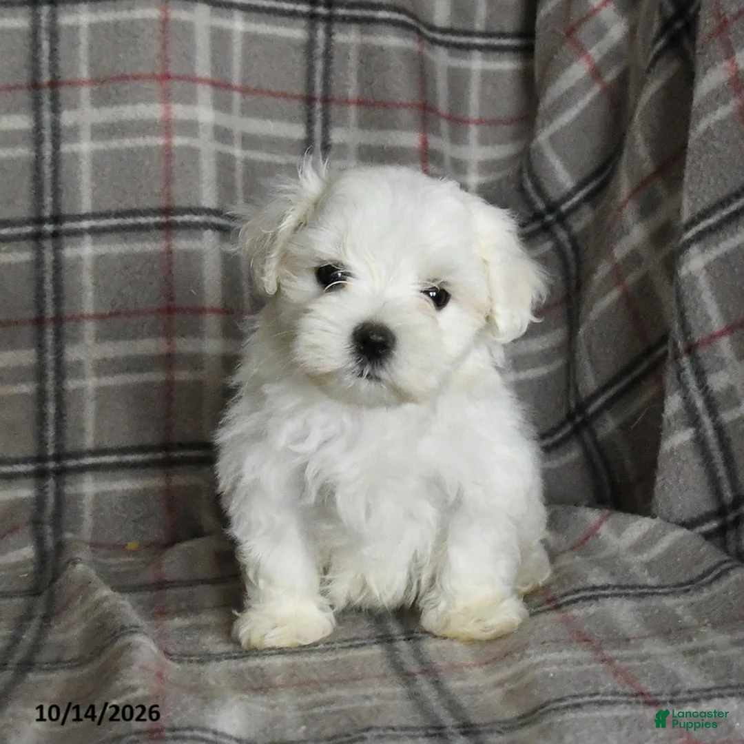 Maltese dogs for sale: Prince   - Ad 1