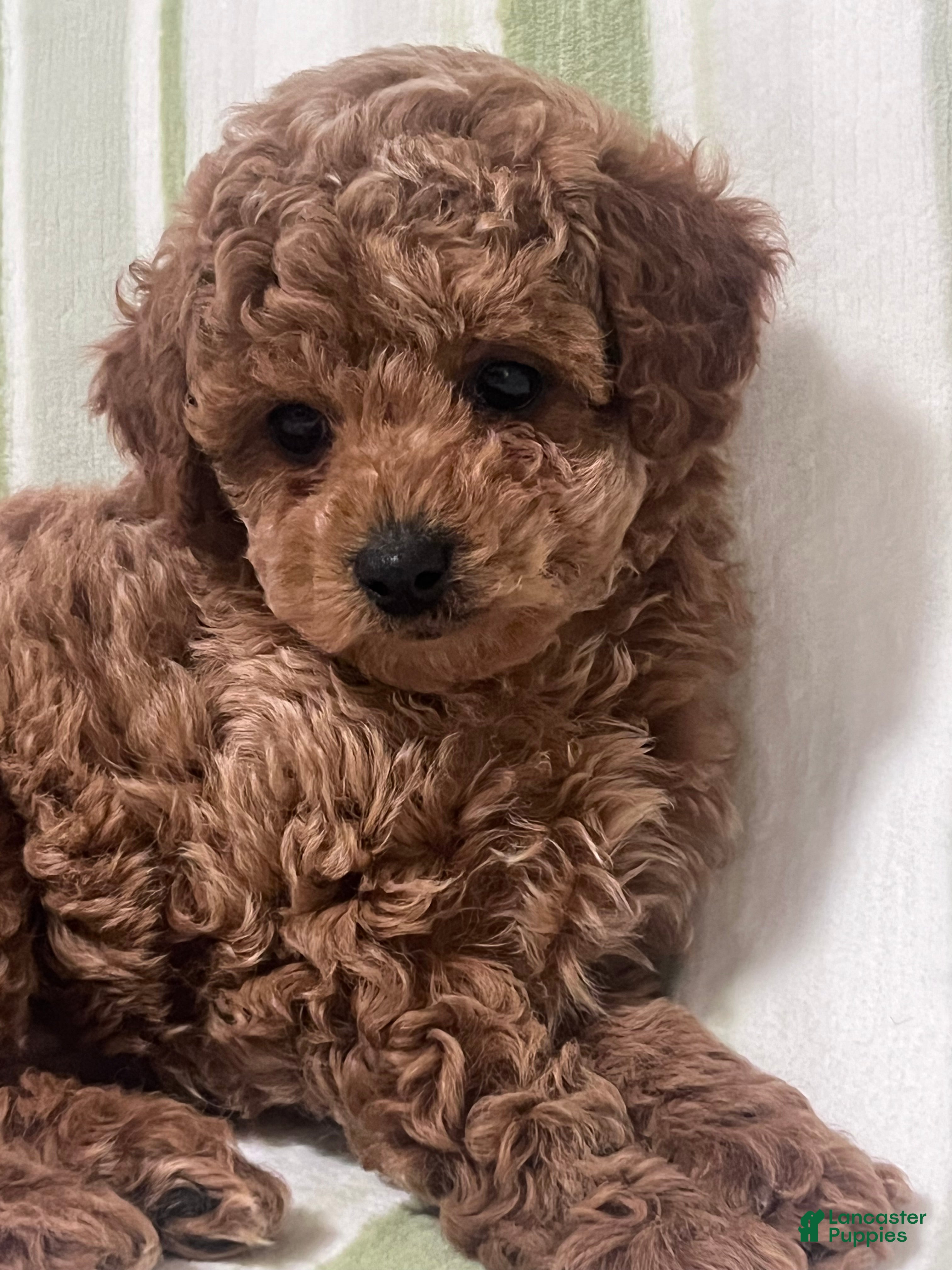 Cavapoo dogs for sale: Beau (Bo) - Ad 2