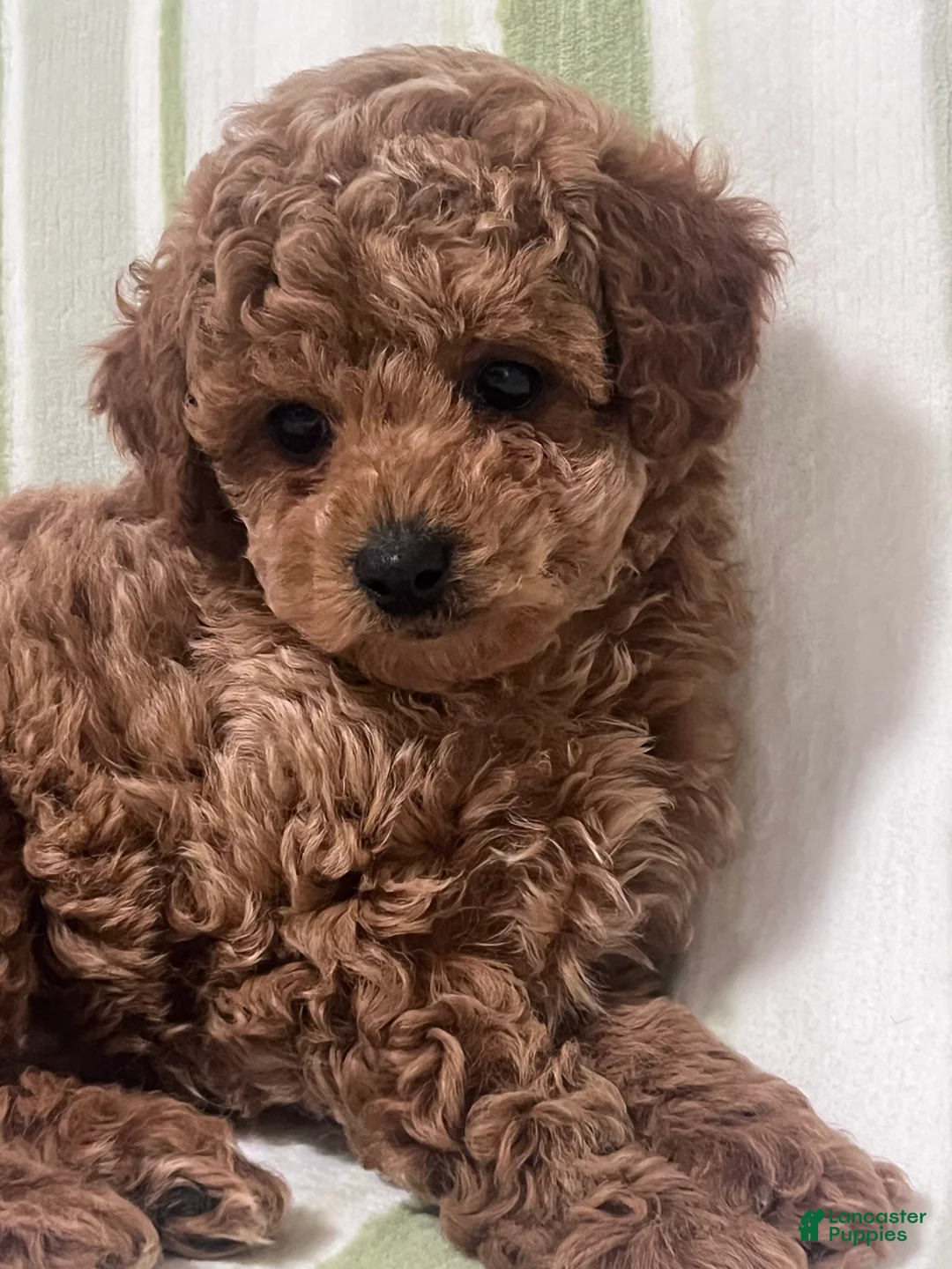 Cavapoo dogs for sale: Beau (Bo) - Ad 2