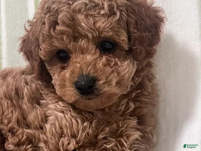 Cavapoo dogs for sale: Beau (Bo) - Ad 2