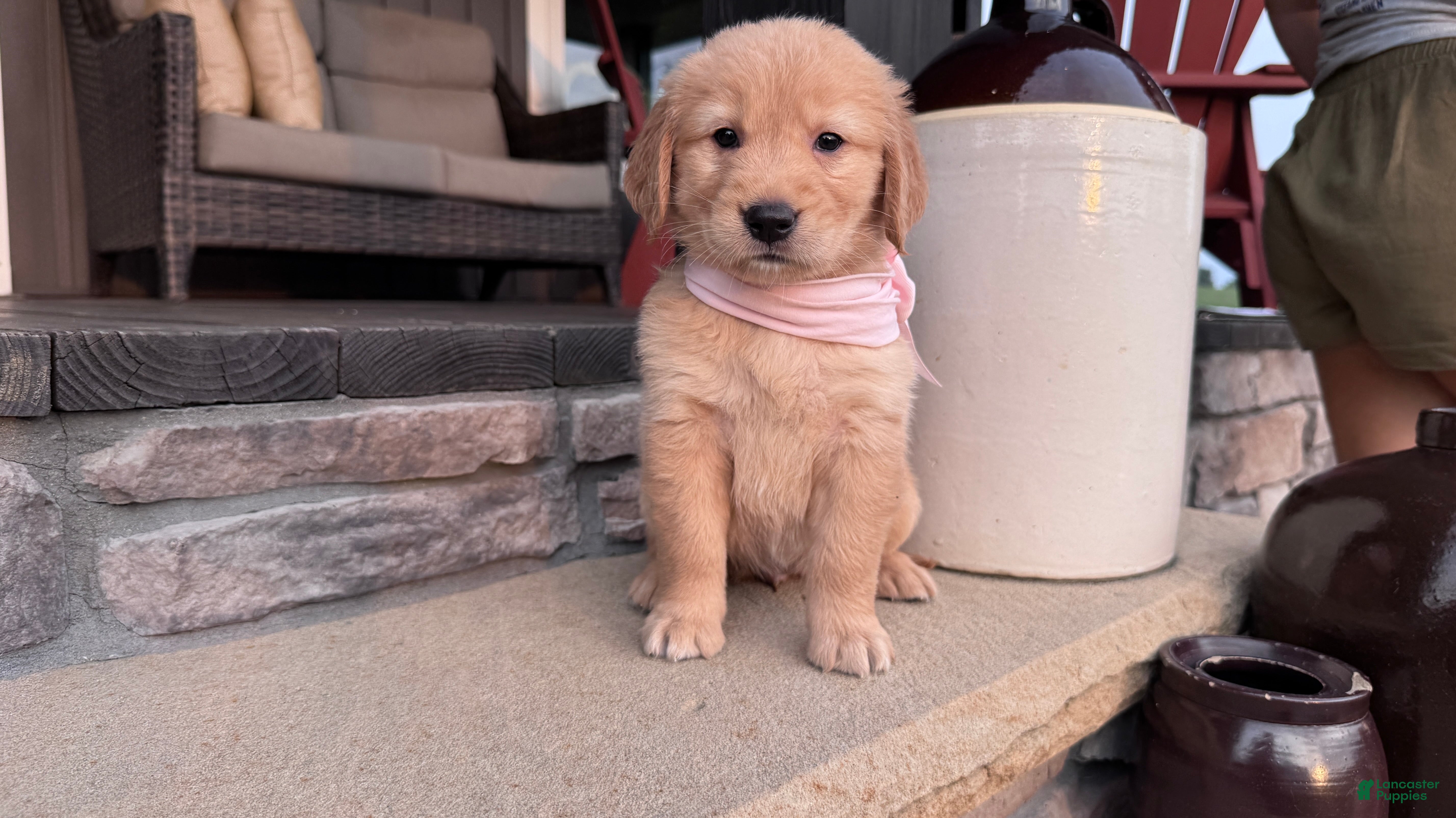 Golden Retriever dogs AKC Miss Penny - Ad 1