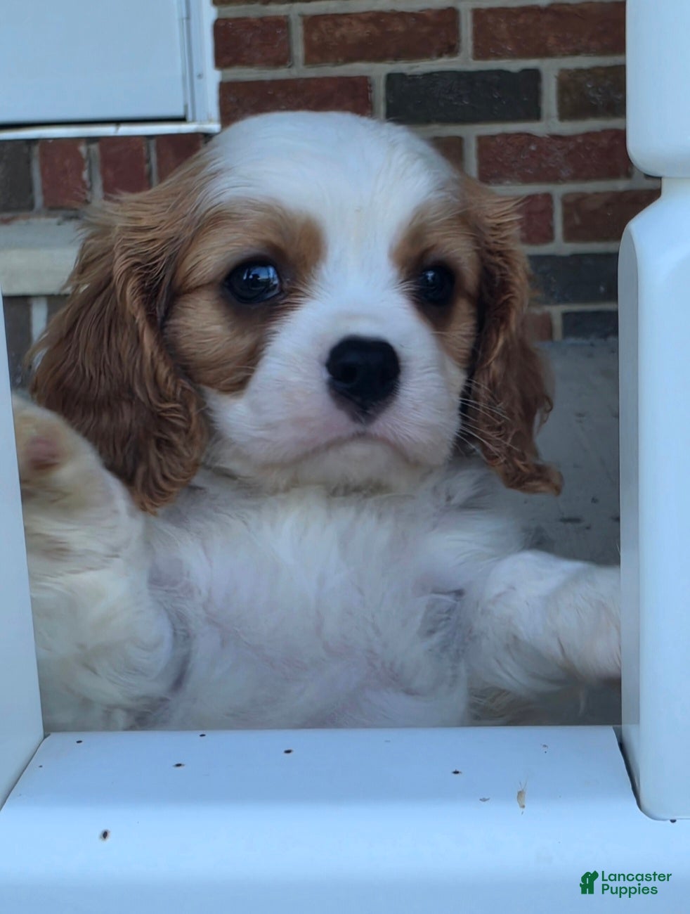Cavalier King Charles Spaniel dogs Bentley - Ad 1