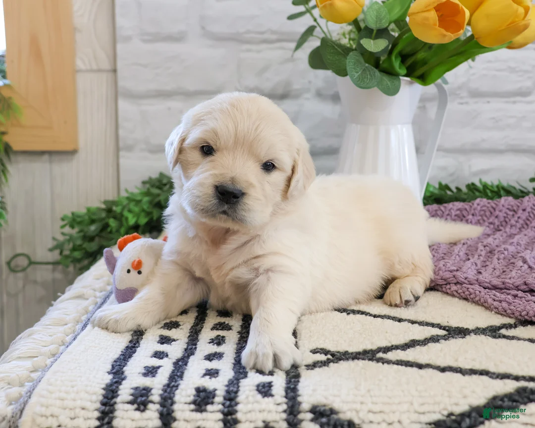 Golden Retriever dogs for sale: Virginia  - Ad 2