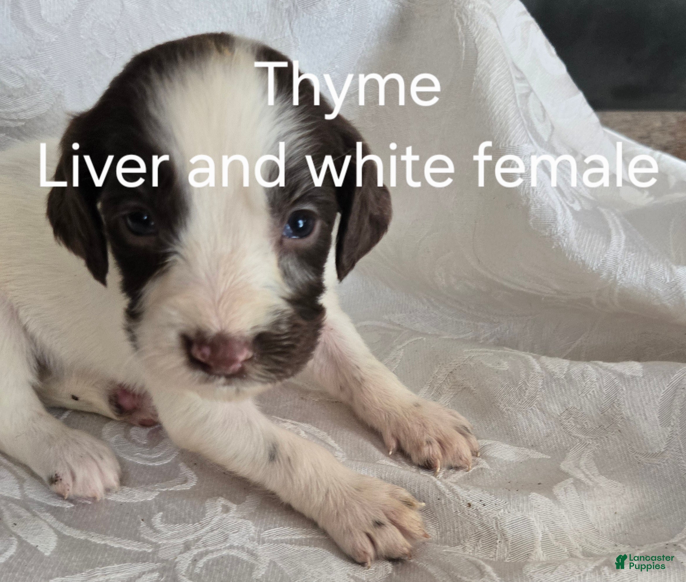 English Springer Spaniel dogs Thyme - Ad 1