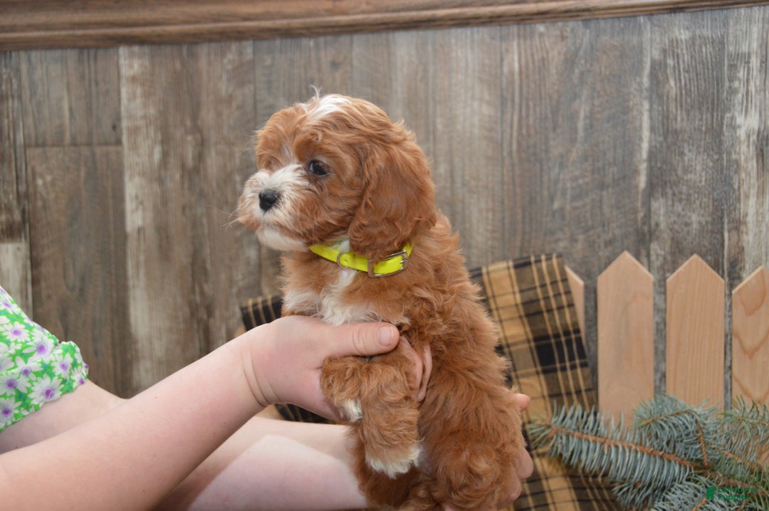 Cavapoo dogs for sale: Kade - Ad 3