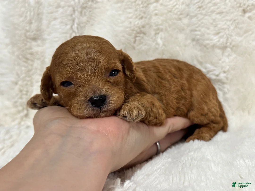 Cavapoo dogs for sale: Louie - Ad 2